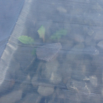 1.8m x 2.4m Yuzet Clear Tarpaulin Heavy Duty Ribbed Sheet Market Stall Cover