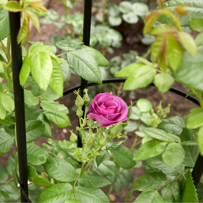 1.9m Garden Steel Obelisk Support Frame - 4