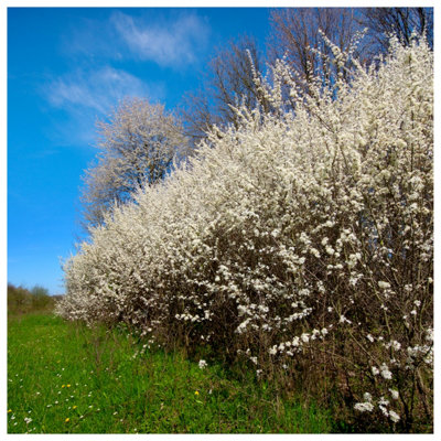 1 Blackthorn Hedging 2-3ft, Prunus Spinosa, Native Flowering Sloe Berry ...