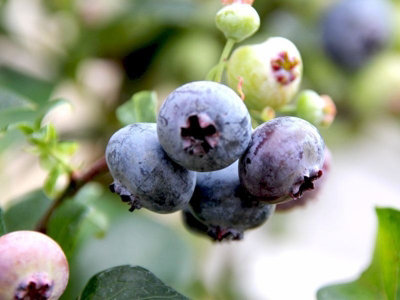 1 'Bluejay' Blueberry Plant / Vaccinium cor. 'Bluejay' 25cm in 9cm Pot 3FATPIGS