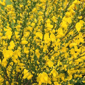 1 Broom / Cytisus Praecox 'All Gold' Plant in 9cm Pot, Long Lasting, Yellow Flowering Shrub 3FATPIGS