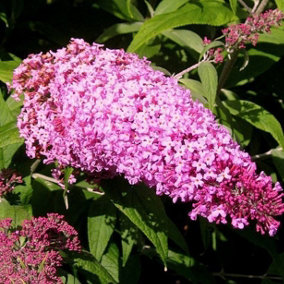 1 Buddleia davidii 'Pink Delight' in 2L Pot Buddleja Butterfly Bush 3FATPIGS