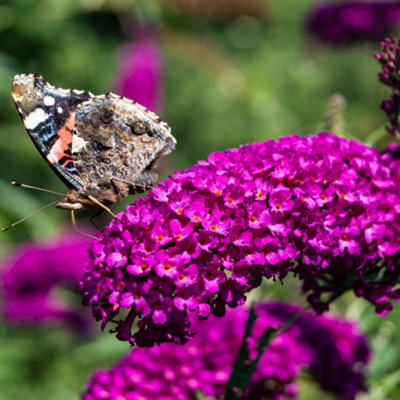 1 Buddleia davidii 'Royal Red' in 9cm Pot Buddleja Butterfly Bush ...