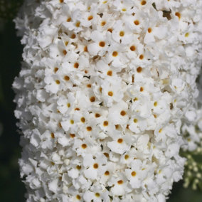 1 Buddleia davidii 'White Profusion' In 9cm Pots Buddleja Butterfly Bush 3FATPIGS