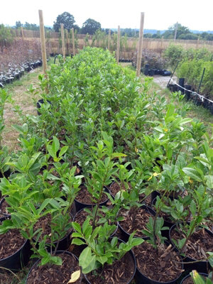 5 Cherry Laurel Hedging 60-90cm Evergreen Laurels for hedging 2-3ft
