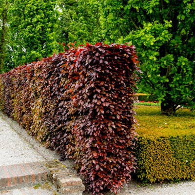3-4ft Copper Beech Hedging Tall Bareroot Purple beech Hedging plants