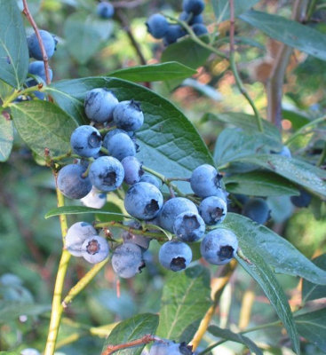 1 'Dixi' Blueberry Plant / Vaccinium cor. 'Dixi' 25cm Tall In 9cm Pot 3FATPIGS