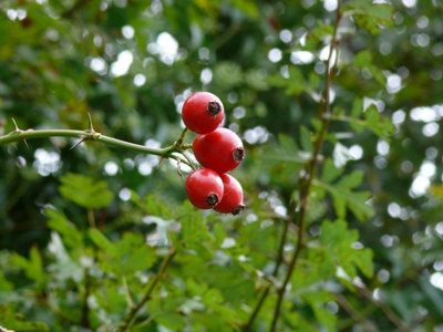 1 Dog Rose Hedging Plant 30-50cm Rosa Canina, Make Healthy Rose Hip ...