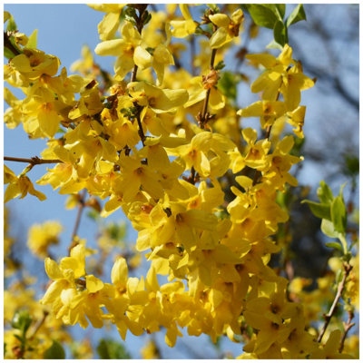 1 Forsythia intermedia 'Spectabilis' Hedging, 2-3ft Tall, Yellow Spring ...