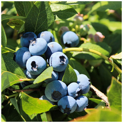 1 'Goldtraube' Blueberry Plant / Vaccinium cor. 'Goldtraube' 25cm In 9cm Pot 3FATPIGS