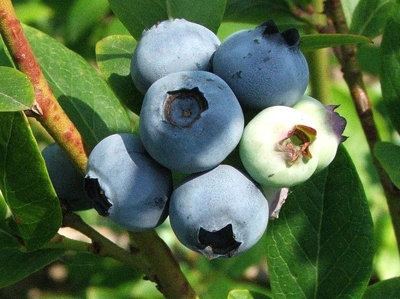 1 'Goldtraube' Blueberry Plant / Vaccinium cor. 'Goldtraube' 25cm In 9cm Pot 3FATPIGS