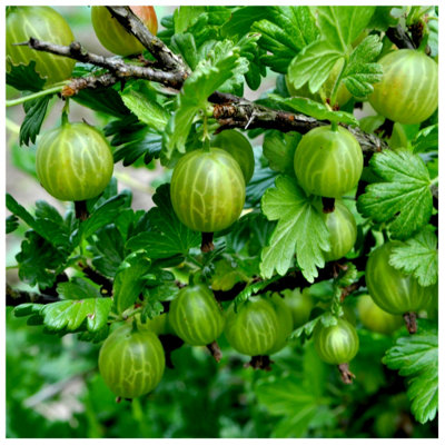 1 Green Gooseberry Plant / Ribes uva-crispa 'Invicta' in a 2L Pot, 3FATPIGS