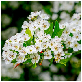 1 Hawthorn Hedging Plant 20-30cm Tall In 1L Pot ,Wildlife Friendly Hawthorne Hedge 3FATPIGS