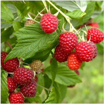 1 'Malling Promise' Red Raspberry Bush / Cane, Rubus Idaeus 'Malling ...