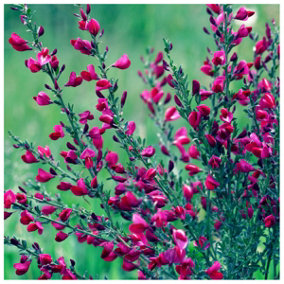 1 Red Broom Cytisus x boskoopii Boskoop Ruby Plant in 9cm Pot, Stunning Flowers 3FATPIGS