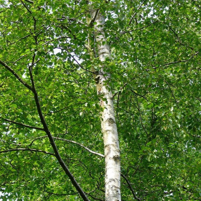 1 Silver Birch 4-5ft Stunning  Mature Specimen Trees, Betula Pendula in a 2L Pot 3FATPIGS