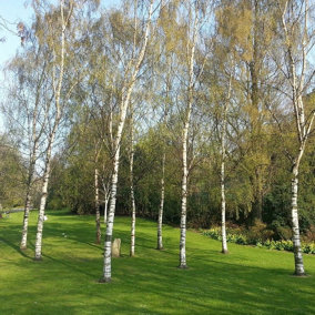 1 Silver Birch Tree 2-3ft Tall In 9cm Pot Stunning Winter Colour,Betula Pendula Plant 3FATPIGS