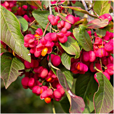 1 Spindle Tree, Euonymus Europaeus, 1L Pot Pink Autumn Berries