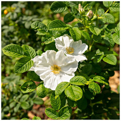 1 White Wild Rose Hedging 30-50cm Plant, Rosa Rugosa Alba,Flowers ...