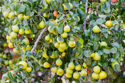 1 Wild Pear Tree 1-2ft,Pyrus Communis Hedging 40-60cm Strong Native ...