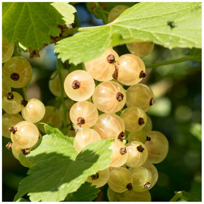 1 Witte Hollander White Currant / Ribes Rubrum 'Witte Hollander', Multi ...