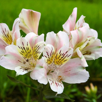 1 x Alstroemeria Venus Bare Root - Elegant White Peruvian Lily Long  Flowering Compact Bushy Shrub for Borders & Cutting Gardens