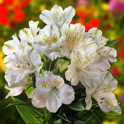 1 x Alstroemeria Venus Bare Root - Elegant White Peruvian Lily Long ...