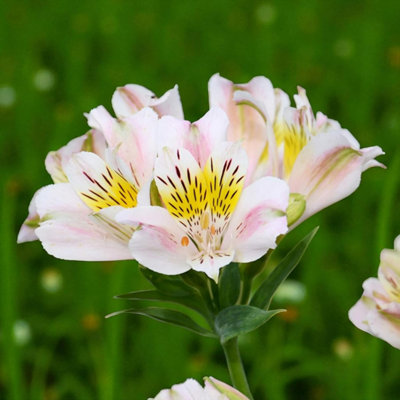 1 x Alstroemeria Venus Bare Root - Elegant White Peruvian Lily Long ...