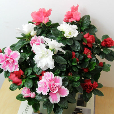 1 x Azalea Carnaval Quattro Indoor Flowering Plant - Live Potted Azalea ...