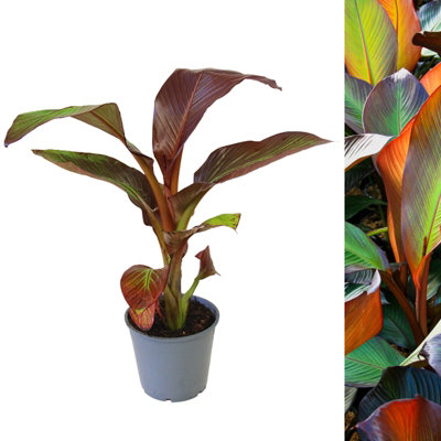 1 x Banana Plant Musa ensete Maurelii in 14cm Pot - Ethiopian Black Banana Large Fast Growing Tall Eye Catching Indoor Plant