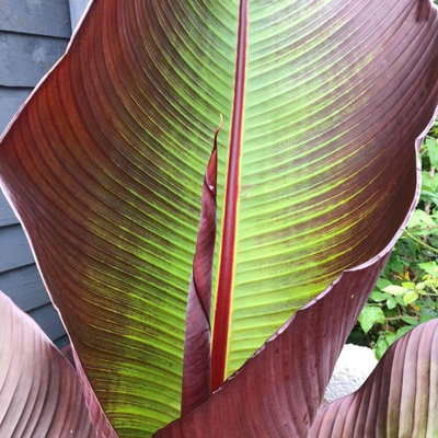 1 x Banana Plant Musa ensete Maurelii in 14cm Pot - Ethiopian Black Banana Large Fast Growing Tall Eye Catching Indoor Plant