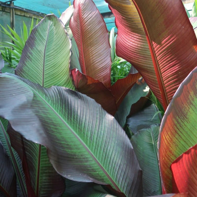 1 x Banana Plant Musa ensete Maurelii in 14cm Pot - Ethiopian Black Banana Large Fast Growing Tall Eye Catching Indoor Plant - 3