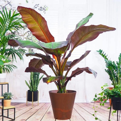 1 x Banana Plant Musa ensete Maurelii in 14cm Pot - Ethiopian Black Banana Large Fast Growing Tall Eye Catching Indoor Plant - 4