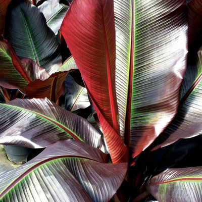 1 x Banana Plant Musa ensete Maurelii in 14cm Pot - Ethiopian Black Banana Large Fast Growing Tall Eye Catching Indoor Plant - 5
