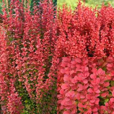 1 x Berberis thunbergii Orange Rocket in A 9cm Pot - Amazing for