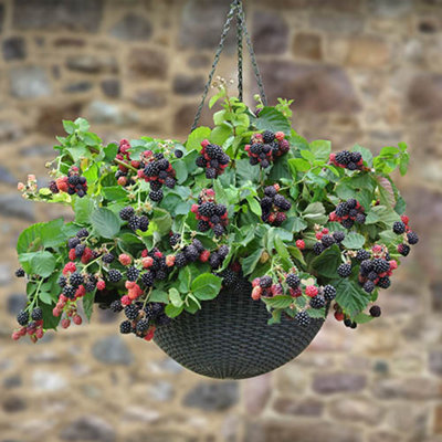1 x BlackBerry 'Black Cascade' in 9cm Pot Trailing BlackBerry Plants Ready to Plant Out Garden Ready Plants