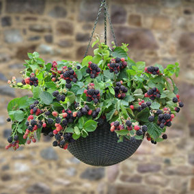 1 x BlackBerry 'Black Cascade' in 9cm Pot Trailing BlackBerry Plants Ready to Plant Out Garden Ready Plants