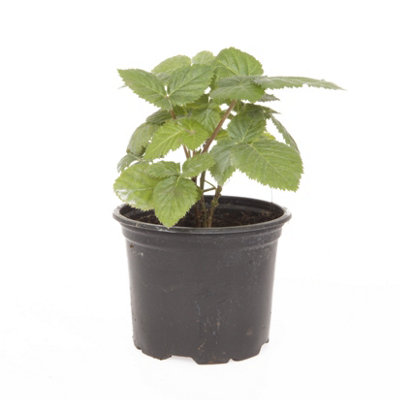 1 x BlackBerry 'Black Cascade' in 9cm Pot Trailing BlackBerry Plants Ready to Plant Out Garden Ready Plants - 3