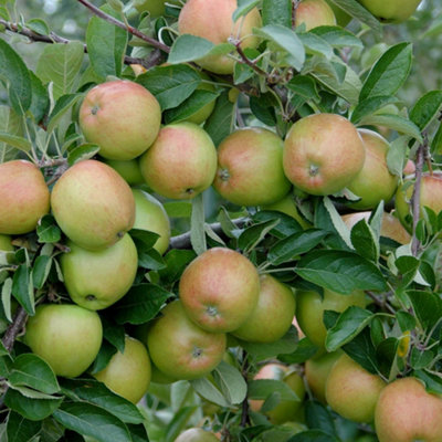 1 x Braeburn Apple Patio Fruit Tree Bare Root 1.2m Tall Supplied as a ...