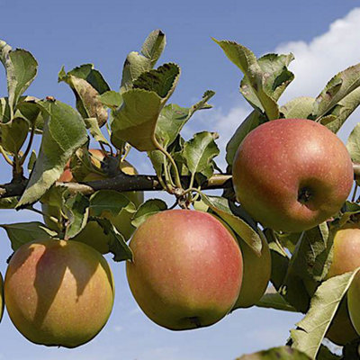 1 x Braeburn Apple Patio Fruit Tree Bare Root 1.2m Tall Supplied as a Bare Root Fruit Trees for Gardens Grow Your Own Fruit