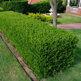 1 x Buxus Sempervirens - Evergreen Box Hedge Shrubs for Lush UK Gardens - Outdoor Plants (20-30cm Height Including Pot)
