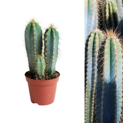 1 x Cactus Pilosocereus Azureus Plant in 8.5cm Pot - Blue Torch Columnar Cacti Houseplant - Tall Easy Care Live Indoor Succulent