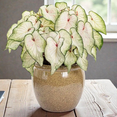 1 x Caladium White Wonder in 12cm Pot - Heart of Jesus Indoor Houseplant
