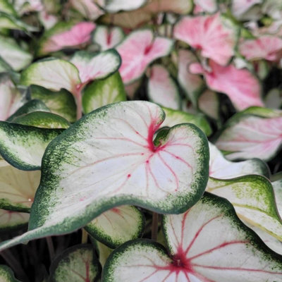 Plant in a Box - Caladium Carolyn Whorton - Plante d'intérieur