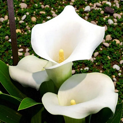 1 x Calla Lily Aethiopica Bulbs - White Summer Flowering Zantedeschia Corms