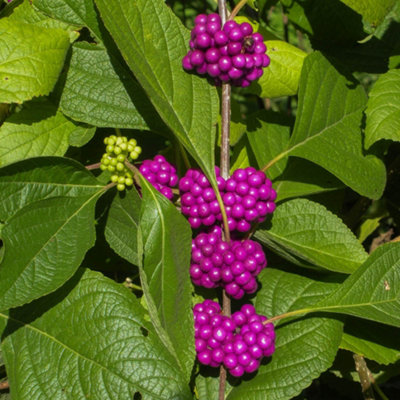 1 x Callicarpa 'Profusion' (Beautyberry) in a 9cm Pot Garden Ready Plants Established Plants in Pot Ready to Plant Out