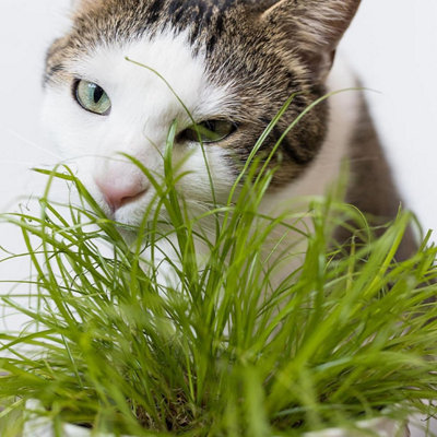 1 x Cat Grass Zumula Living Plant in 13cm Pot - Growing Plant NOT SEED - 3