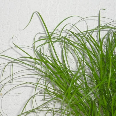 1 x Cat Grass Zumula Living Plant in 13cm Pot - Growing Plant NOT SEED - 4