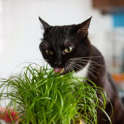 1 x Cat Grass Zumula Living Plant in 13cm Pot - Growing Plant NOT SEED - 5