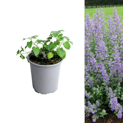 1 x Catmint Herb Plant in 9cm Pot - Aromatic Outdoor Nepeta Herbaceous Perennial - Ideal for Growing in Beds, Borders and Pots